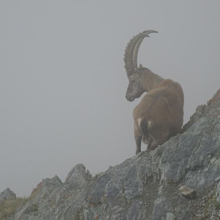 Hotel Phoenix Zermatt Eksteriør bilde